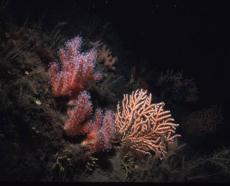 Seafan © Keith Hiscock